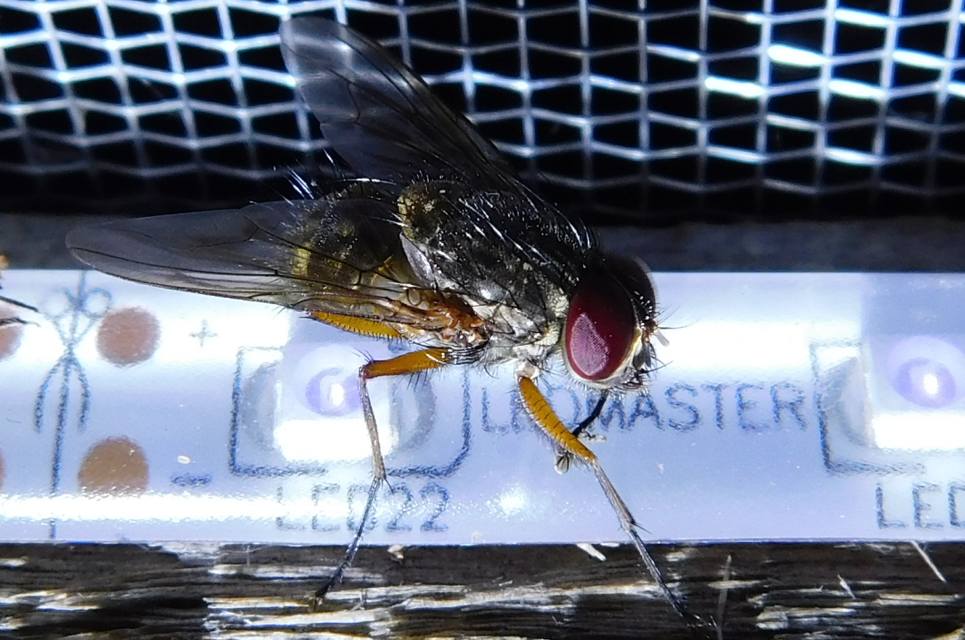 Muscidae - igazi legyek