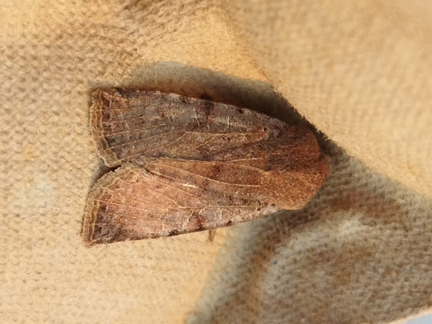 Conistra rubiginosa - szürke télibagoly