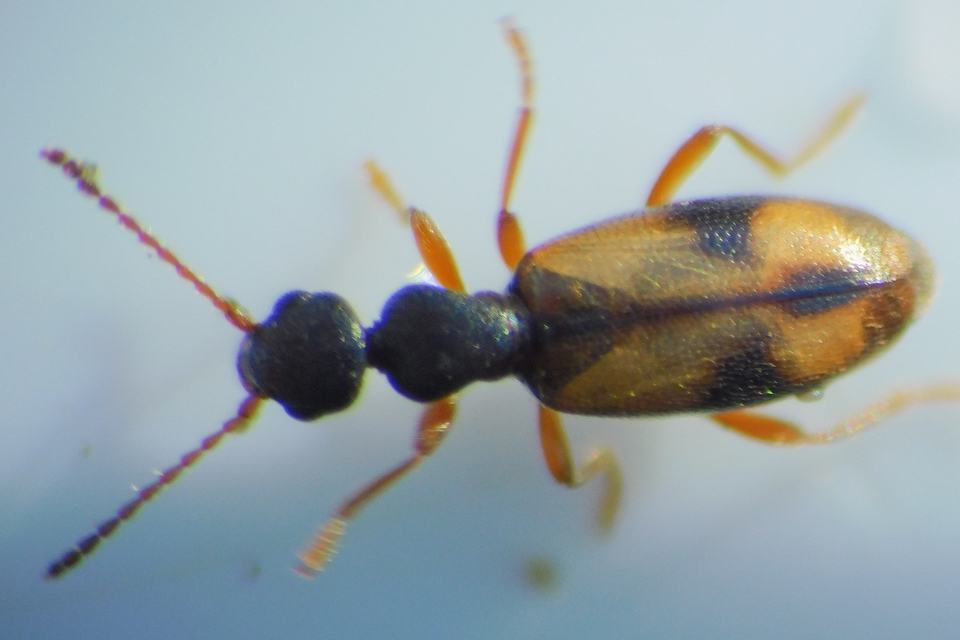 Cordicomus gracilis