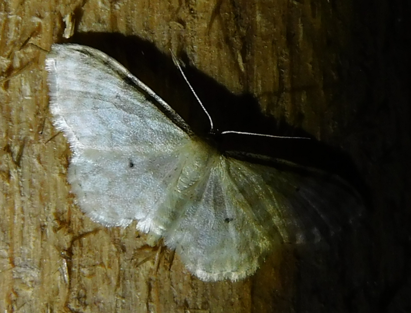 Idaea fuscovenosa - szürkeszélű apróaraszoló