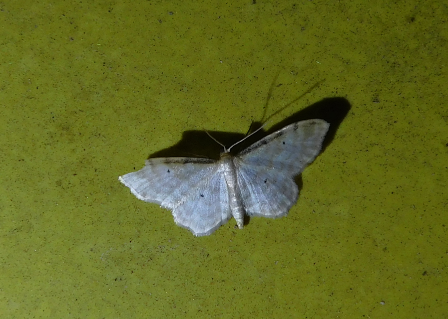 Idaea fuscovenosa - szürkeszélű apróaraszoló