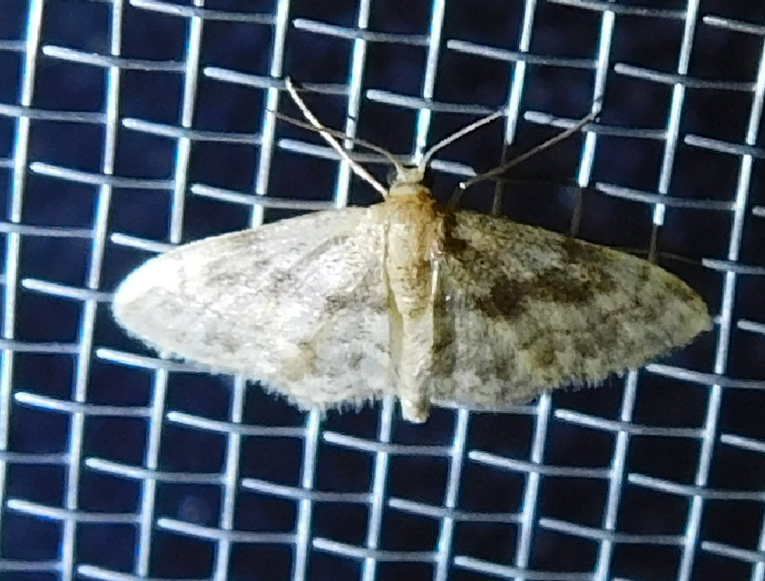 Idaea inquinata - mintás apróaraszoló