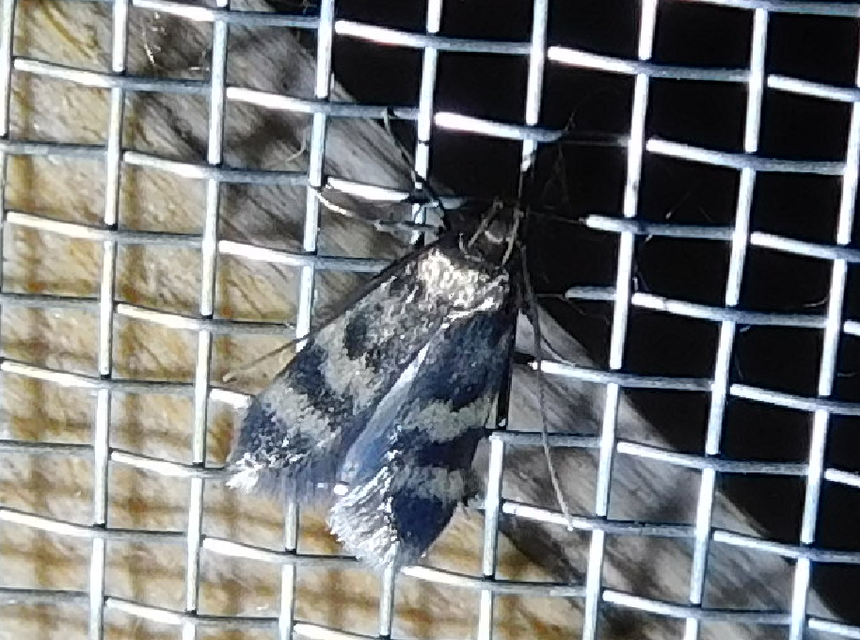 Oegoconia