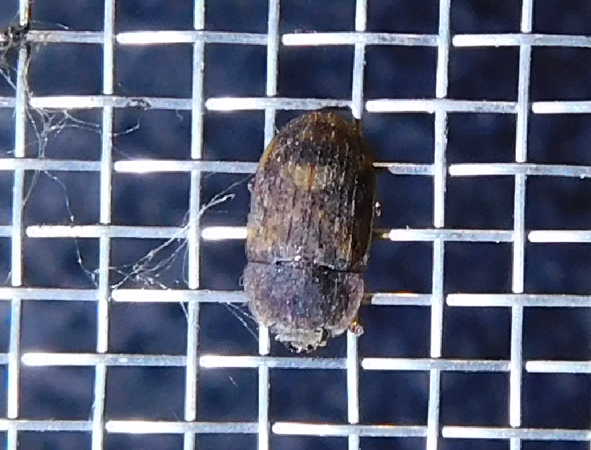 Soronia grisea - pettyegetett fénybogár