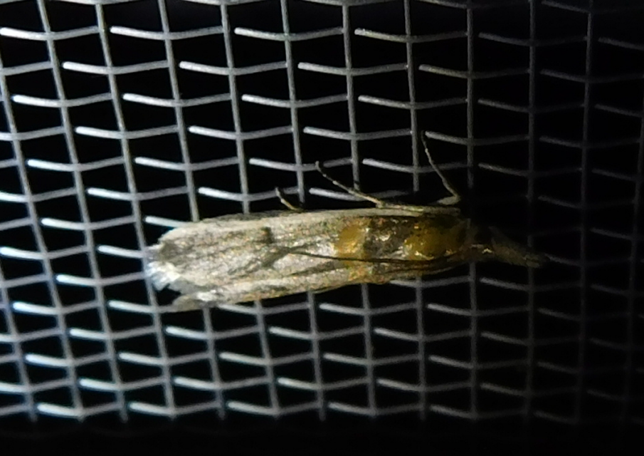 Etiella zinckenella - akácmoly
