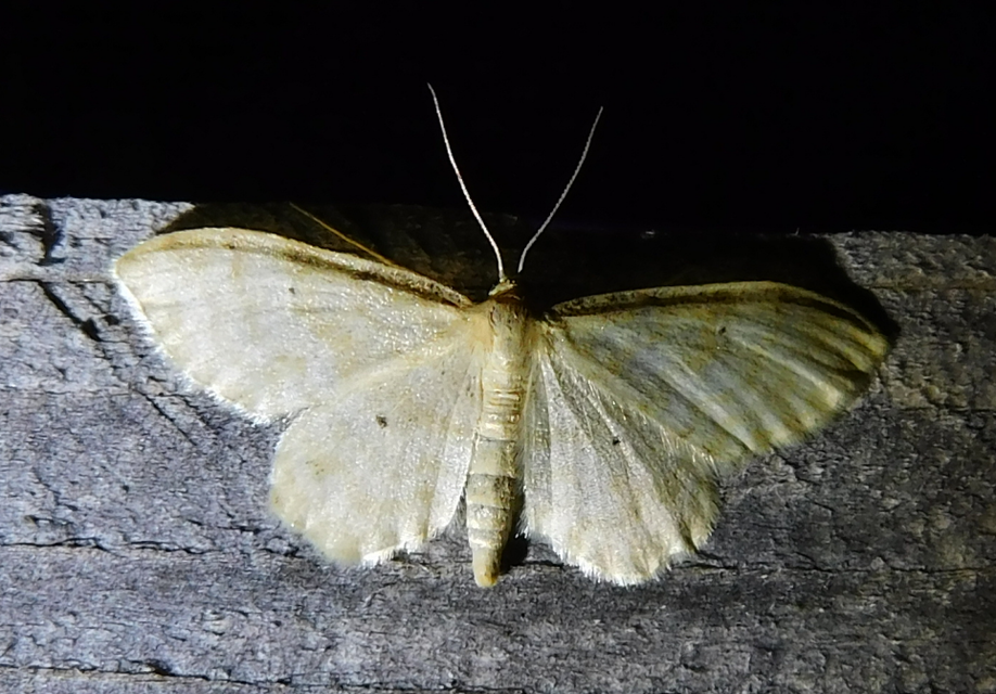 Idaea fuscovenosa - szürkeszélű apróaraszoló