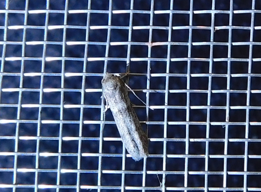 Blastobasis