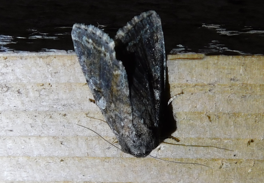 Apterogenum ypsillon - ipszilon-erdeibagoly
