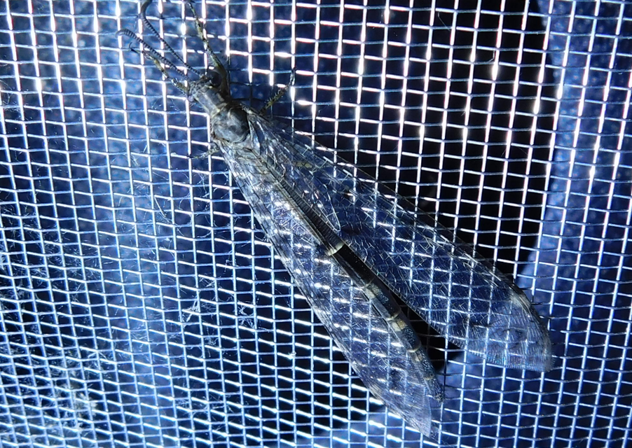 Distoleon tetragrammicus - négyfoltos hangyaleső
