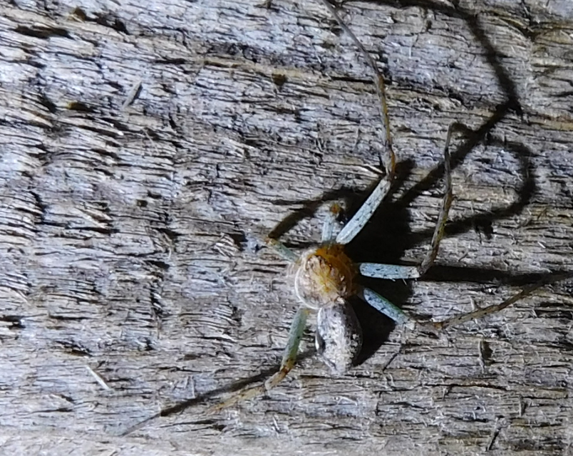 Philodromus