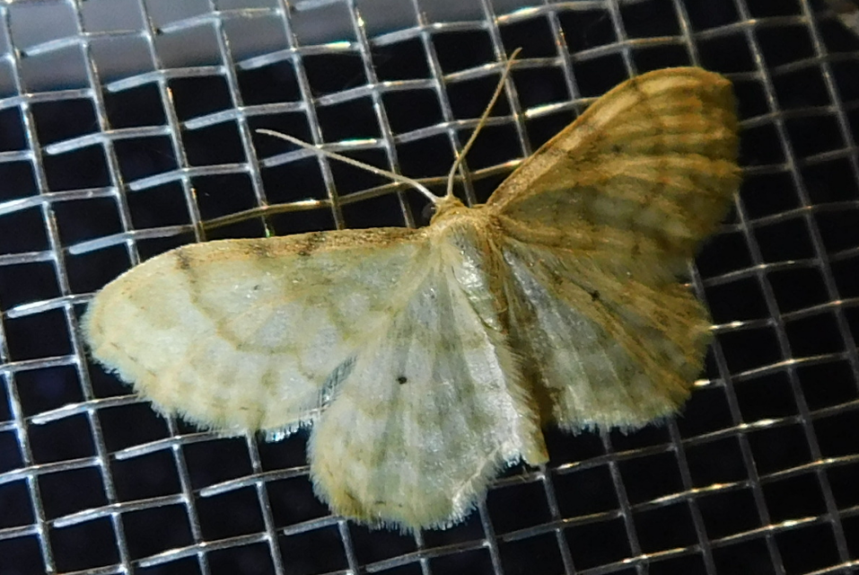 Idaea fuscovenosa - szürkeszélű apróaraszoló