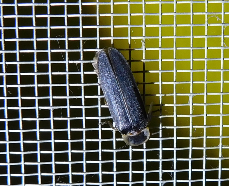 Lampyris noctiluca - nagy szentjánosbogár