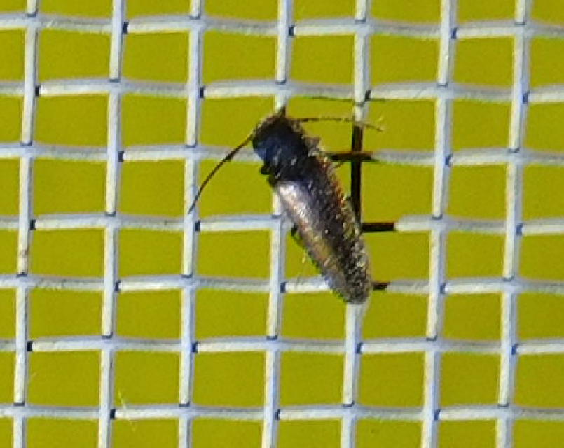 Adrastus