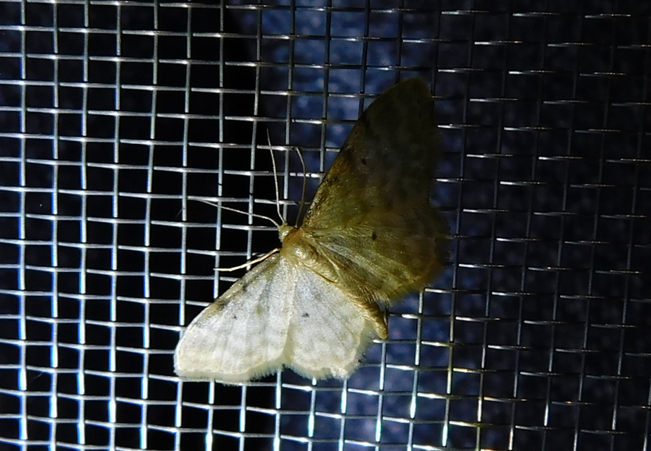 Idaea fuscovenosa - szürkeszélű apróaraszoló