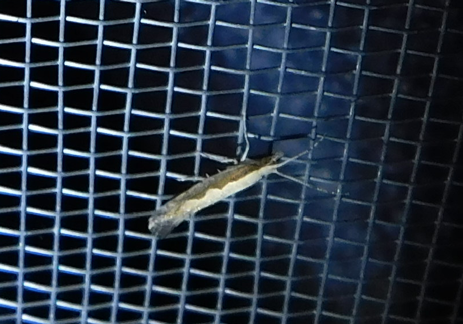 Plutella xylostella - káposztamoly