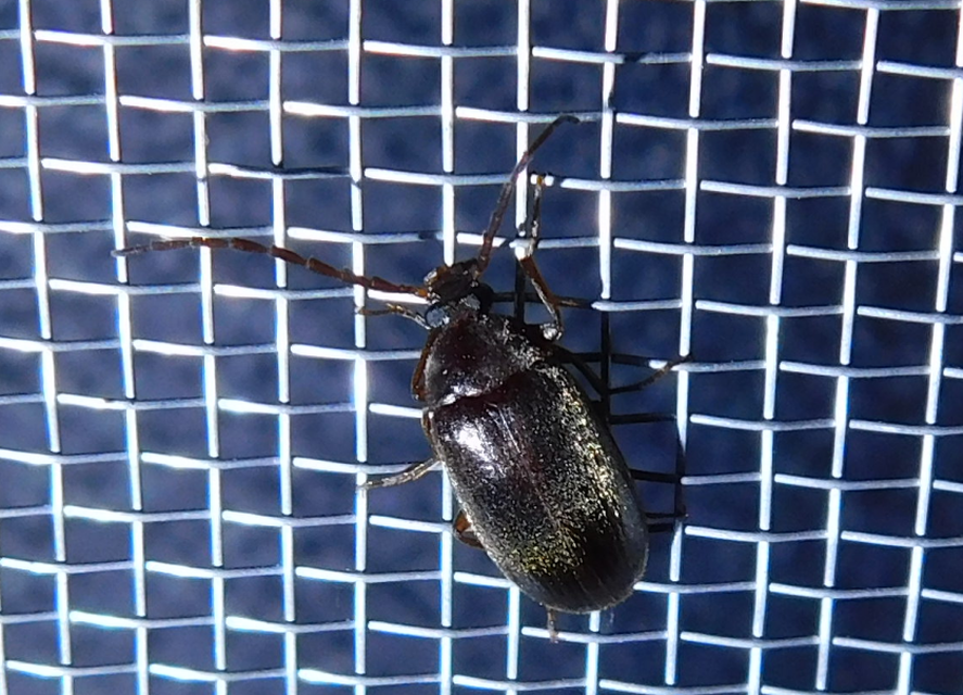 Hymenalia rufipes - rőtlábú alkonybogár