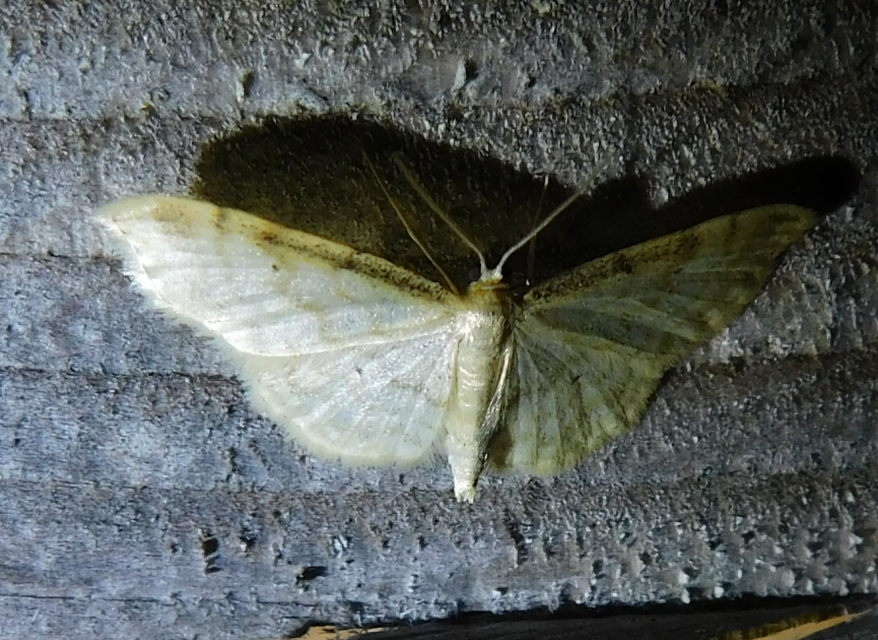 Idaea fuscovenosa - szürkeszélű apróaraszoló