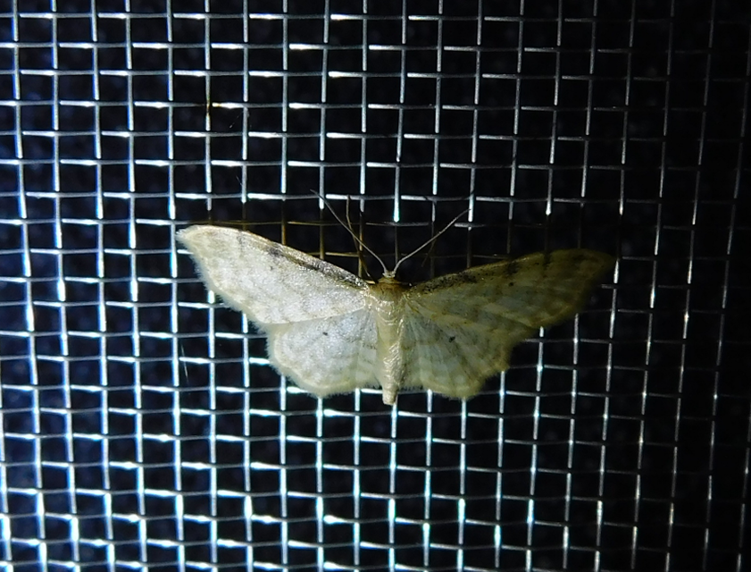 Idaea fuscovenosa - szürkeszélű apróaraszoló
