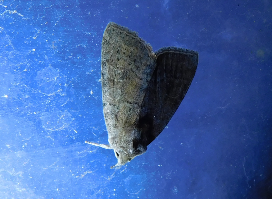 Parastichtis suspecta - sötét erdeibagoly