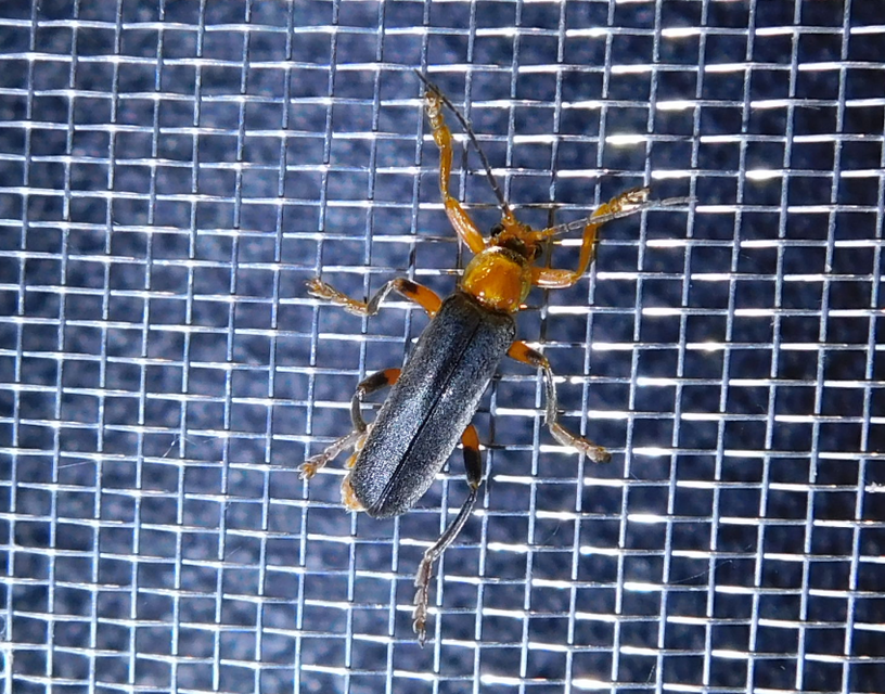 Cantharis livida - mezei lágybogár