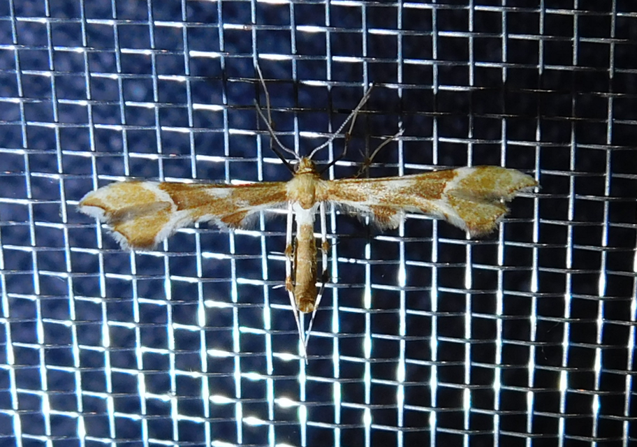 Cnaemidophorus rhododactyla - rózsabogyó-tollasmoly
