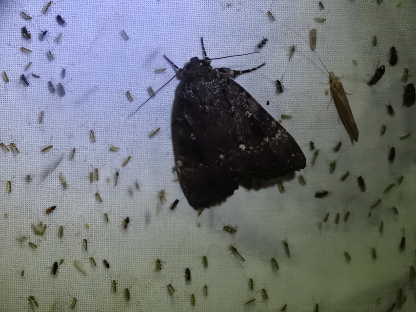 Amphipyra pyramidea - fahéjszínű bagoly