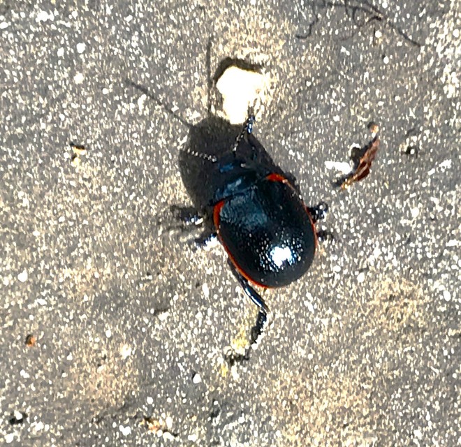Chrysolina rossia - trapézhátú szegélyeslevelész