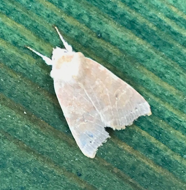 Cirrhia ocellaris - fakó sárgabagoly