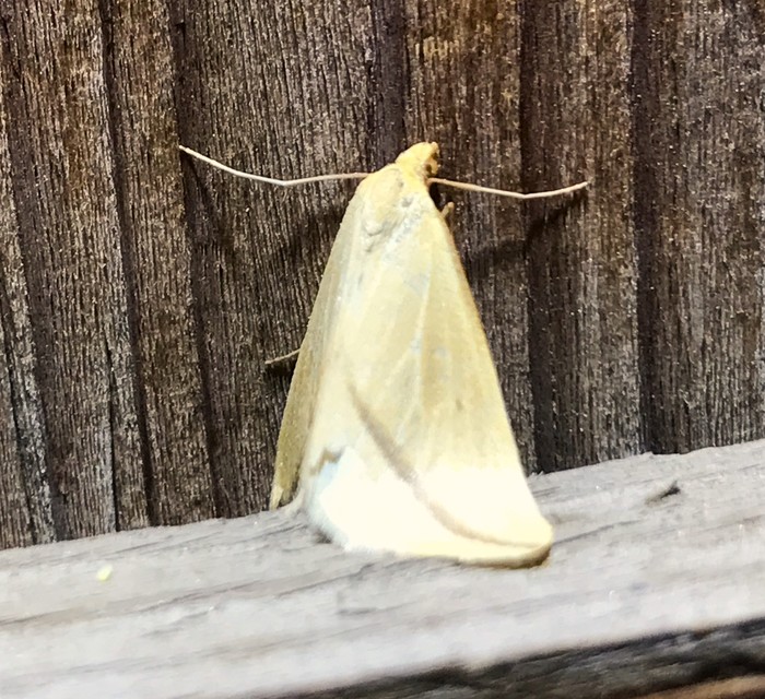 Rhodometra sacraria - rózsacsíkos araszoló