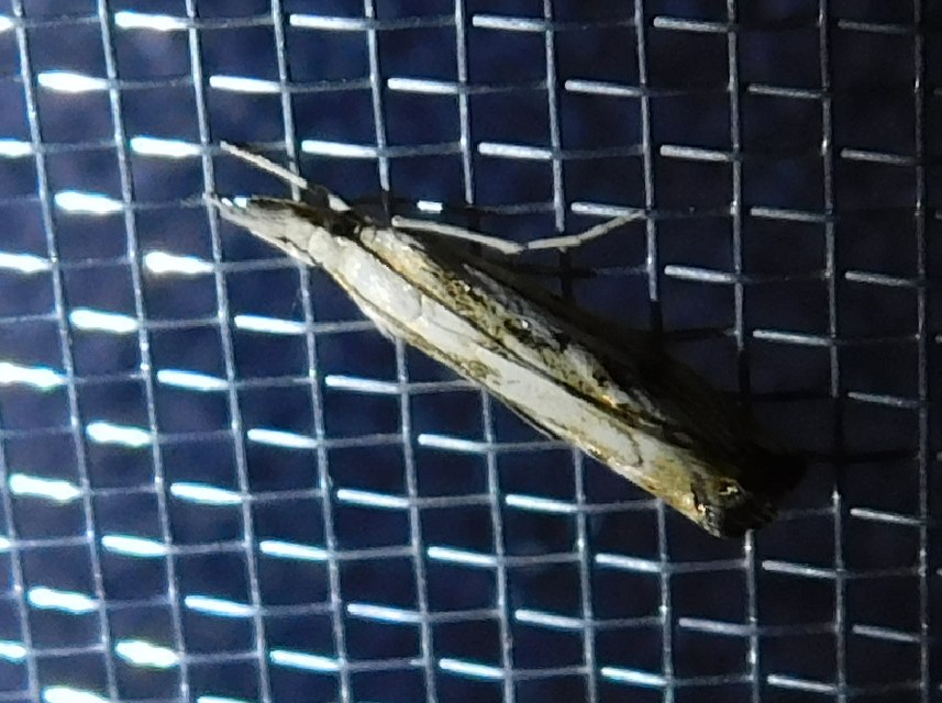 Catoptria falsella - hálós fűgyökérmoly