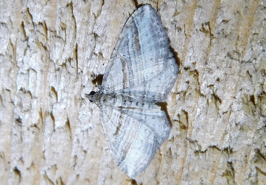 Costaconvexa polygrammata - soksávú araszoló