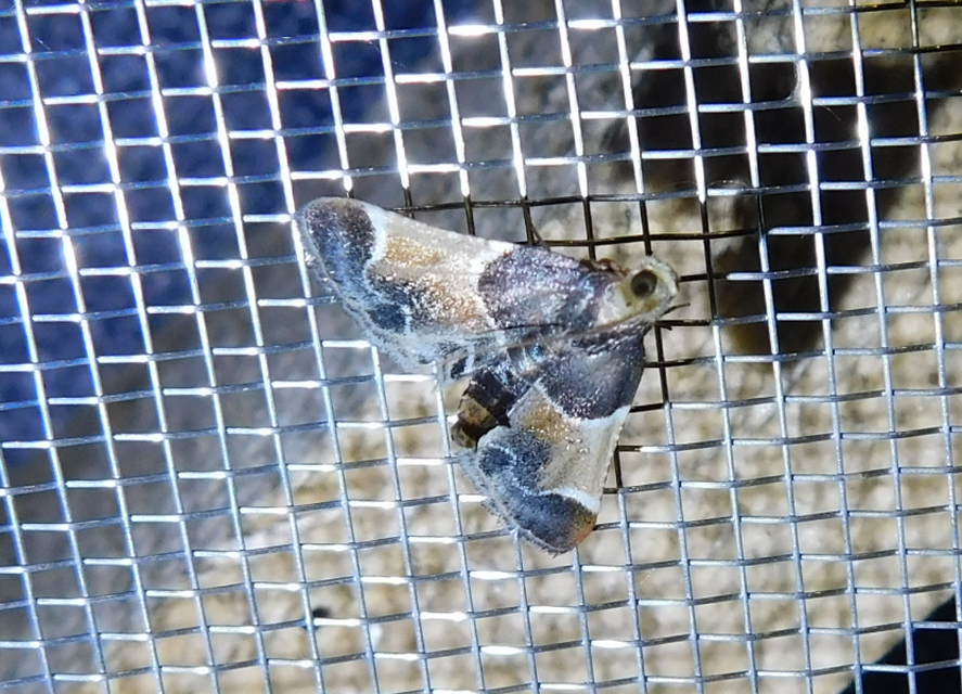 Pyralis farinalis - lisztilonca