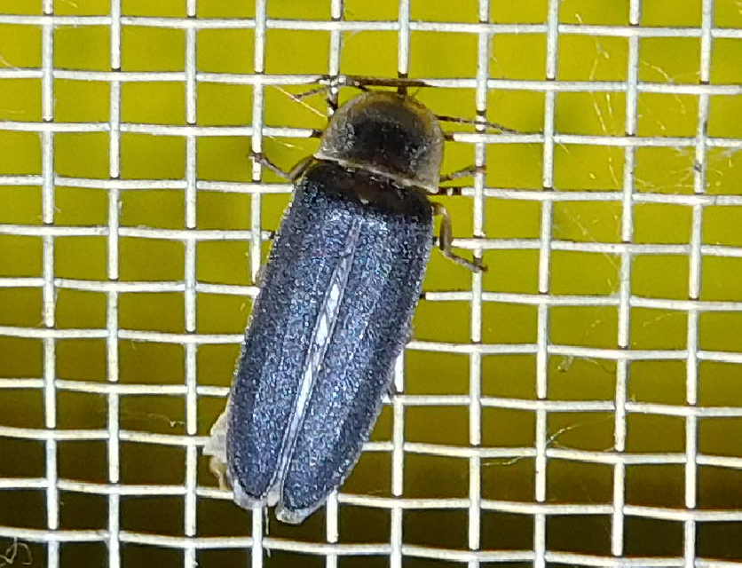 Lampyris noctiluca - nagy szentjánosbogár