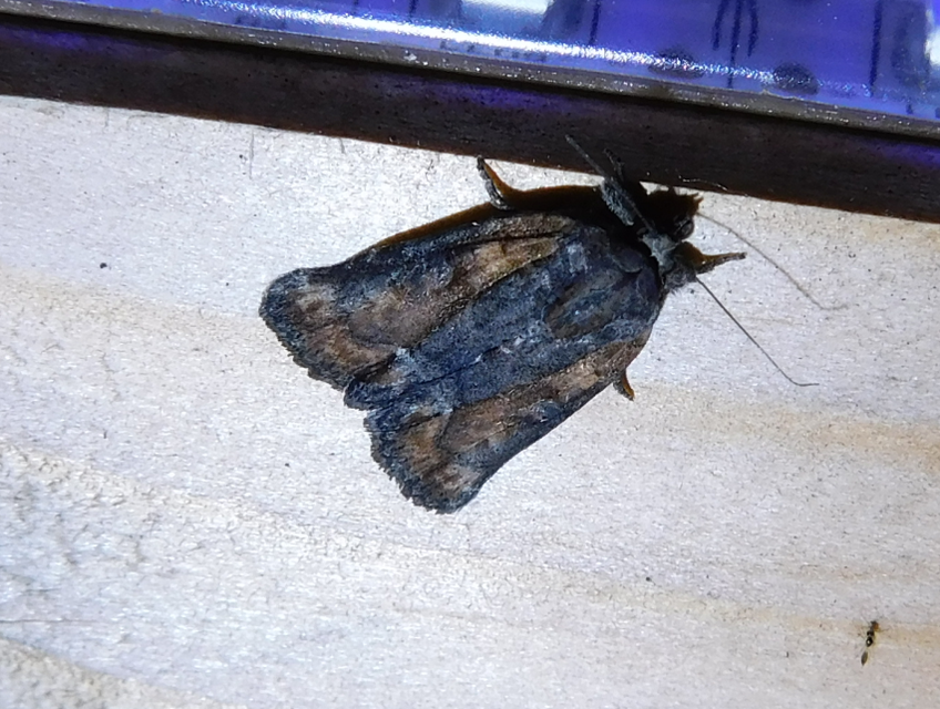 Bryophila raptricula/felina