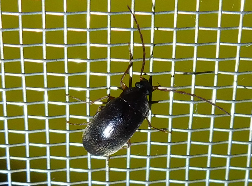 Hymenalia rufipes - rőtlábú alkonybogár