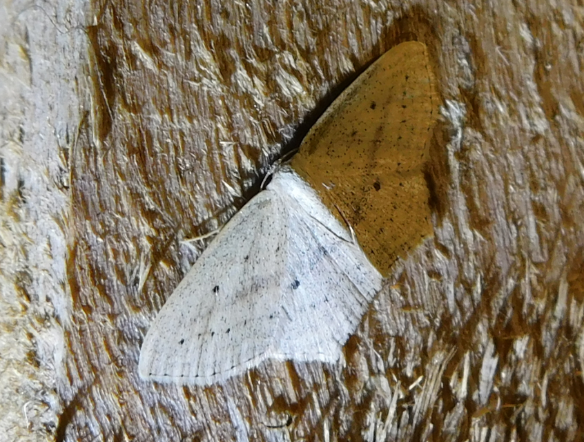 alföldi sávosaraszoló - Scopula flaccidaria