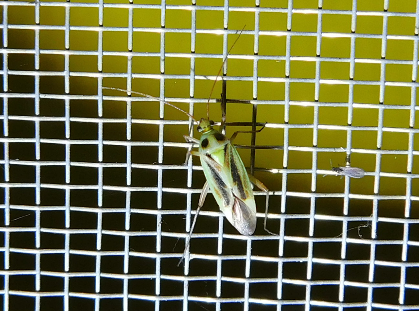 Stenotus binotatus - kétfoltos mezeipoloska
