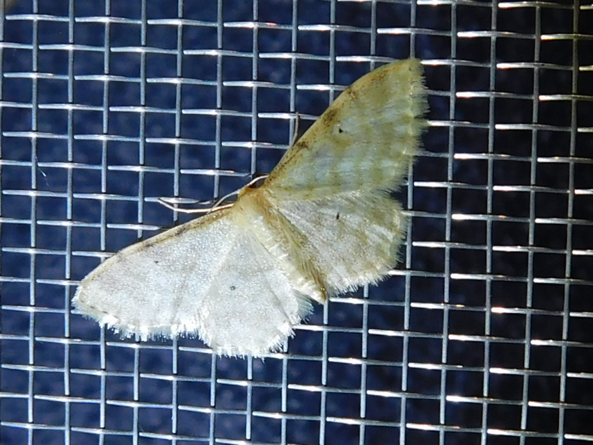 Idaea fuscovenosa - szürkeszélű apróaraszoló