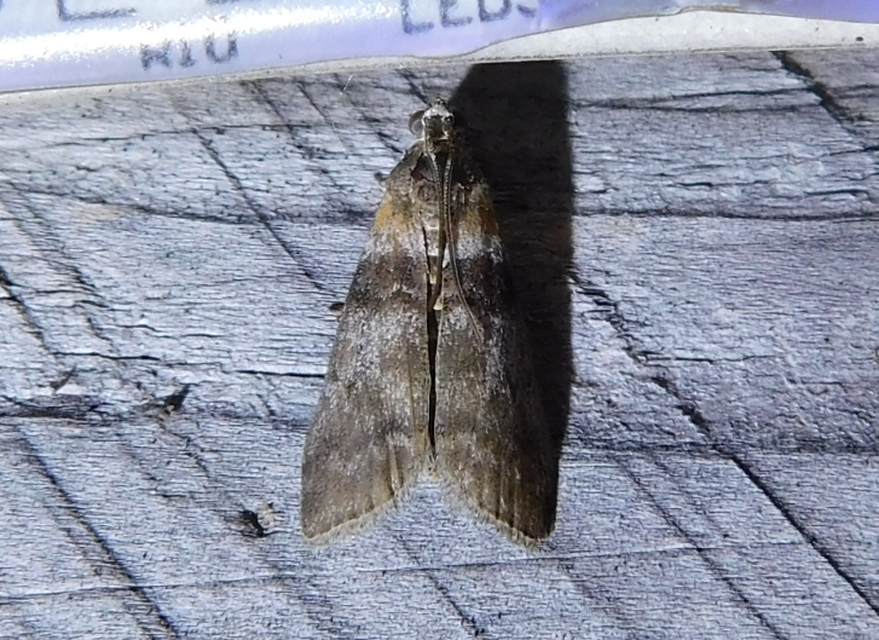 Sciota