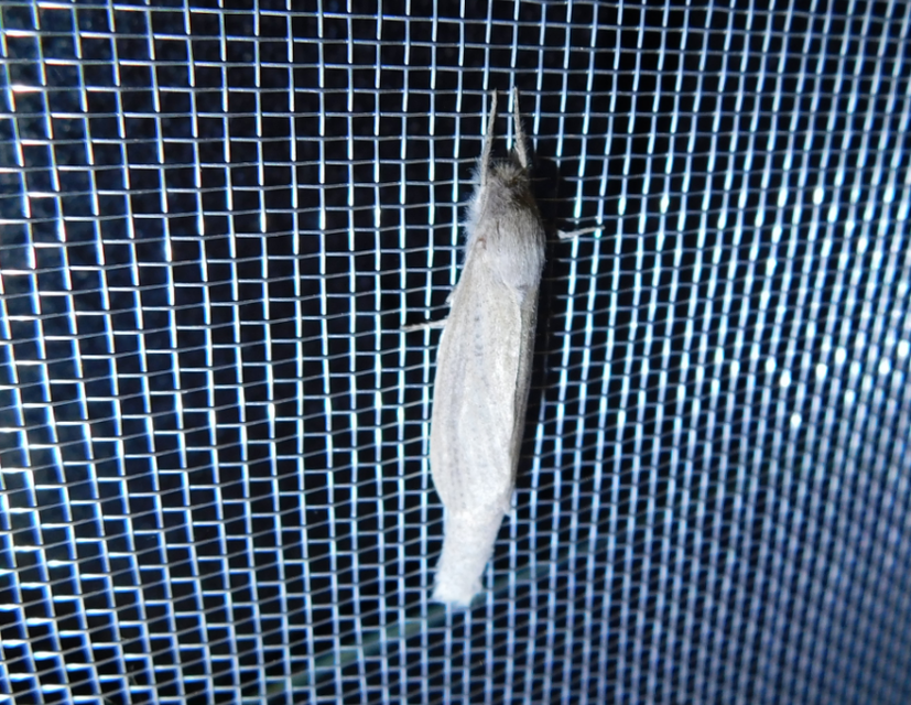 Phragmataecia castaneae - nádfúrólepke