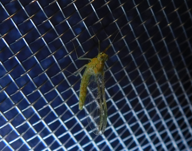Cloeon dipterum - elevenszülő kérész
