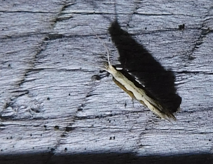 Plutella xylostella - káposztamoly