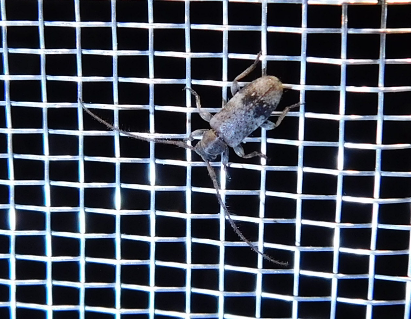 Exocentrus adspersus - tölgyfa-rőzsecincér