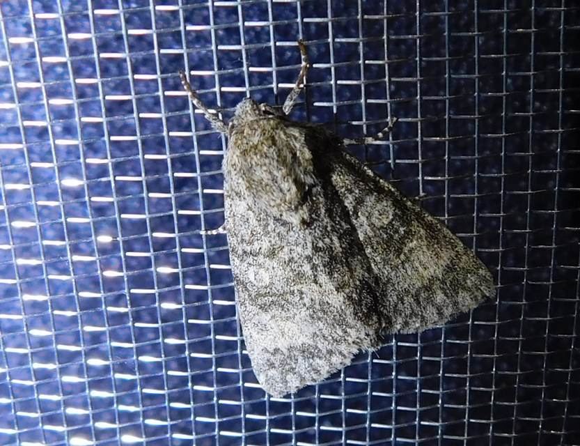 nagyfejű szigonyosbagoly - Acronicta megacephala