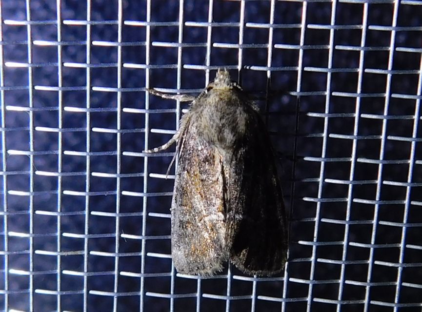 Oligia strigilis/latruncula/versicolor