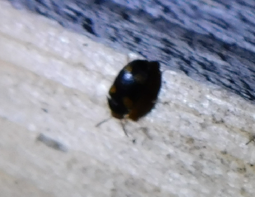 Mycetophagus quadripustulatus - négyfoltos gombabogár