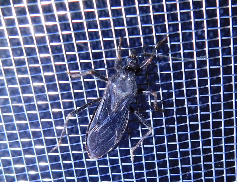 Reduvius personatus - szemetes zugpoloska