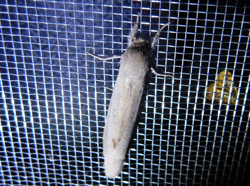 Phragmataecia castaneae - nádfúrólepke
