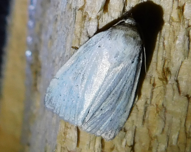 szürkésfehér sásbagoly - Photedes morrisii