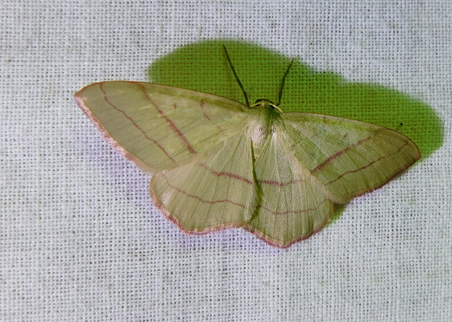 pirosszélű araszoló - Rhodostrophia vibicaria